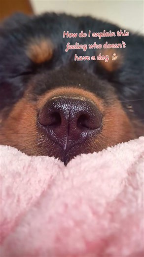 cute puppy sleeping 😴 #dogshorts #puppy