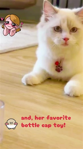 Today feels different, Today feels special! And, princess hope uolls too!#LunaBeingLuna #PrincessLuna #ragdoll #fluffywhite