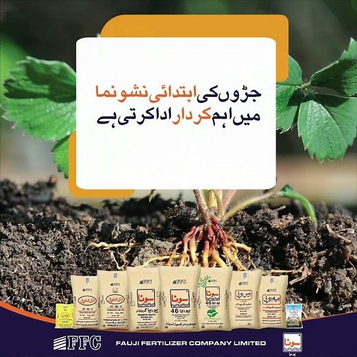 Benefits of DAP Fertilizer for the Crops - Sona Urea FFC