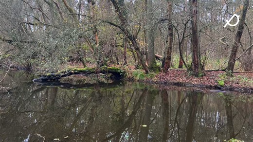 A wild beaver has been recorded living freely in Norfolk for the first time in centuries, right here at Pensthorpe 🦫 This exciting discovery reflects the continued recovery of Britain’s wetlands and the power of long-term habitat restoration 🌿 Beavers are often called “nature’s engineers” and play a vital role in improving water quality, boosting biodiversity and creating wetland habitats 💧 This isn’t being promoted as a visitor attraction, but celebrated as a powerful sign of a healthy and r