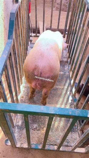 Raising 56kg Piglets at 14 Weeks in Uganda