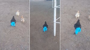 Hilarious video shows chicken running around wearing PANTS