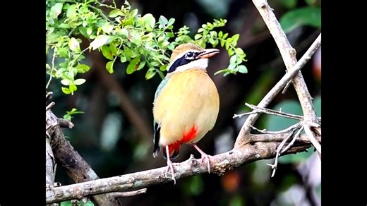 Indian pitta singing (Pitta brachyura) Himalaya, Pakistan, Nepal, Karnataka. | BIRDS & Nature