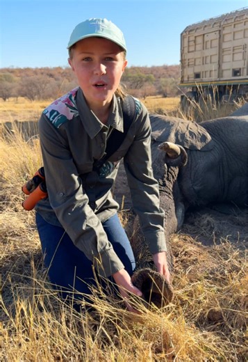 Can you imagine the massive effort it takes to move an entire herd of elephants - I think this sedated animal sounds like she is purring! 🐘🌍 #fyp #elephant #purr #brookecarter