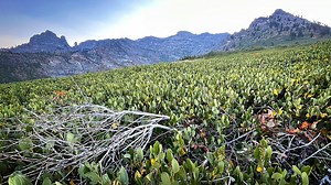 Reversing Biden-era ruling, feds reopen Ruby Mountains to oil, gas and geothermal leasing