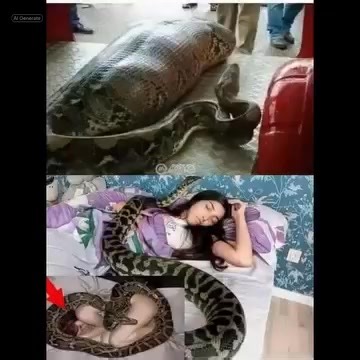 Woman slept with her python every night until the vet showed her a surprising … See more | News 24h Usa