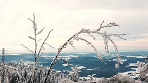 Small frozen tree branch with snow and ice layer bend down from weight
