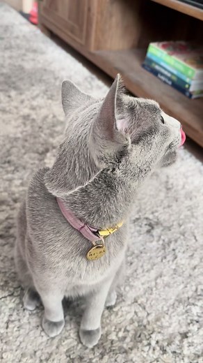 😛 #foryou #foryoupage #russianblue #russianbluesoftiktok #russianbluecat #russianbluecats #russianbluekitten #russianblueworld #russianbluecatsoftiktok #russianblues #russianbluelove #russian #kitten #cat #catsoftiktok #cute #blue #girl #misha #greeneyes #cats #kittensoftiktok #greycat #greycatsoftiktok #expensive #expensivecat