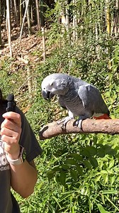 Let's kick off this week right with an exclusive 1-on-1 featuring one of our most famous zoo residents: Einstein, the African Grey parrot! | Zoo Knoxville