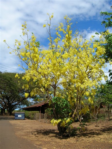 Characteristics of the Medicinal Amaltas Tree