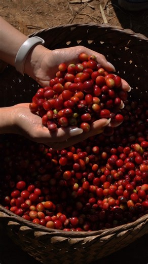 🌿 NEW ACTIVITY IN LUANG PRABANG ☕🥾 Discover Community-Based Tourism Hiking & Coffee Farm Tours in Ban Long Lan, Luang Prabang — where culture, nature, and coffee come together. Walk with Hmong villagers, explore mountain trails, visit local coffee farms, and experience coffee from farm to cup. ✨ Now available to book on our website with 3 options: From Farm To Cup – 1-Day Coffee Farm Tour>> https://discoverlaos.today/tour/from-farm-to-cup-1-day-coffee-farm-tour-in-luang-prabang The Coffee Trai