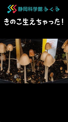 静岡科学館る・く・る（るくる） on Instagram: "😊「きのこ生えちゃった」🍄！年末年始も科学動画を！ 😊 科学館の中で、きのこ生えちゃった！ 一晩で一斉に育つ立派なきのこ。その様子はちょっと不思議で神秘的？ 食べるだけでなく、目でもきのこを楽しみましょう！ 私たちが「きのこ」と呼んでいる部分は、きのこのごく一部。 その役割は、植物の花や果実と同じで子孫を残すこと。 きのこは種子と同じ役割の胞子をつくり、それを使って生息範囲を広げていきます。 ＜観察する時のお願い＞ きのこの中には毒を持つ種類があります。 むやみに触ったり、食べたりするのは危険ですので、取り扱いは慎重にお願いします。 本動画のBGMは以下のサイトよりお借りしました。 サイト：DOVA-SYNDROME（ https://dova-s.jp/ ） 利用音源：おなじみの風景 written by ハヤシユウ もっとじっくり見たい方は 静岡科学館る・く・る公式YouTubeチャンネルで フル動画もご覧ください！ ＜静岡科学館る・く・る＞ 「みる・きく・さわる」がテーマの体験型科学館 約50の展示物で、体を使っ