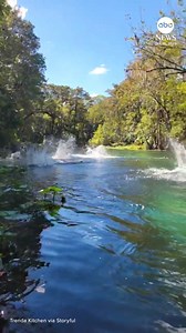 6.4M views · 102K reactions | "It's raining monkeys!" A kayaker's outing in Florida was interrupted by dozens of feral macaques leaping from trees and splashing into the water at Silver Springs State Park. https://abcnews.visitlink.me/s567Sa | ABC News | Facebook