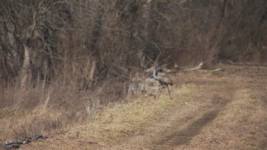 Bird flu kills hundreds of sandhill cranes in southern Indiana