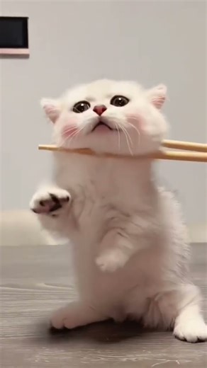 “Kitten Standing Up for Snacks 😂 So Adorable!”#CuteKitten#BabyKitten#PetCute#KittenLove#ytshorts