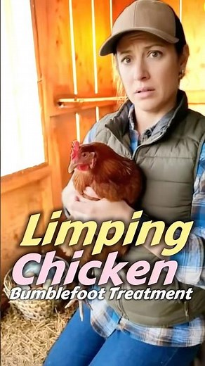 How to treat bumble foot in chickens? #lifeisbutadream #chickens #backyardchickens #bumblefoot