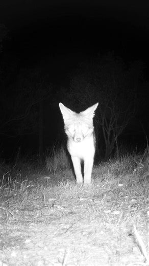 Gray Fox🦊Midnight Ramble #grayfox