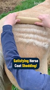 Ultra satisfying horse shedding 😮‍💨 (@emilynharvey_) | Lovimals