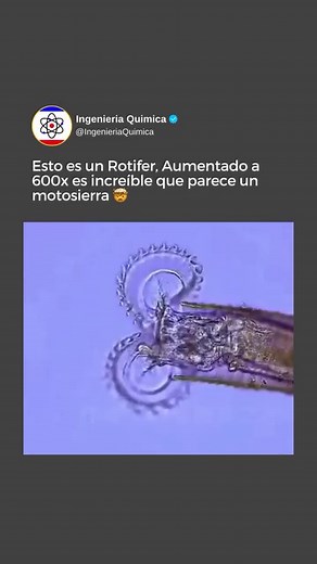 🌍 Los retiferos, más conocidos en la ciencia como Retifera o Nemertea, son un filo de animales invertebrados caracterizados por su cuerpo alargado y delgado, similar al de los gusanos. Habitan en diversos entornos, desde los mares y océanos hasta la tierra húmeda y los ambientes dulceacuícolas. Una de sus características más distintivas es la presencia de un órgano único llamado probóscide, que utilizan para capturar presas y para la defensa. 🔍 Este grupo de animales es fascinante por su diver