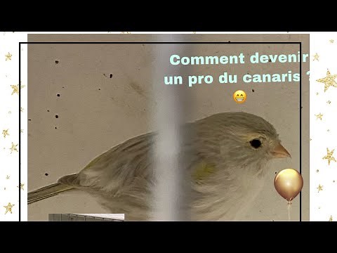 Comment débuter dans l’élevage de canaris ? De A a Z