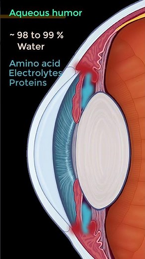 The eyes secret weapon - Aqueous humour #eyes #scienceshorts