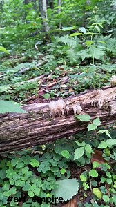 Life colors Ink Fusion | Art empire