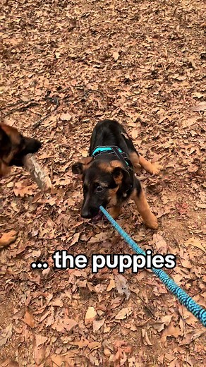 Sweet Transformation: Aging German Shepherd Puppies