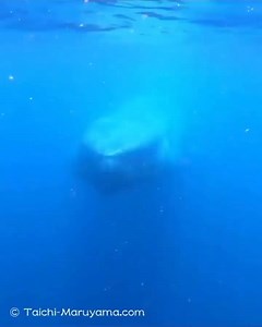 Experience the thrill of whale watching and ocean exploration. #DiscoverWhalesAndWonders #WhaleWatching #OceanWonders #MarineLife #WhaleAdventures #UnderwaterWonders #WhaleDiscovery #SeaLifeExploration #WhaleMagic #OceanExplorers #WhaleLovers #MarineExploration #OceanicWonders #WhaleTales #DiscoverTheDeep #SeaCreatures #WhaleEncounters #OceanDiscoveries #MarineBiodiversity #WhaleJourney #ExploreTheOceans #WhaleResearch #MarineWonders #WhaleSighting #OceanExpedition #WhaleConservation #ExploreWha