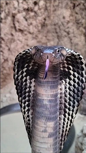 Deadly Black Snake Close-Up | Real Nature Footage