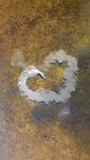 Good morning from Florida! 🌞🌊🐬 Save for your Must See Florida bucket list! 📷: @taylorinthelandofflowers 📍Weeki Wachee, Florida Tag #mustseeflorida to share your experience in FL🍊R🌴DA! - Follow @mustseeflorida | Must See Florida