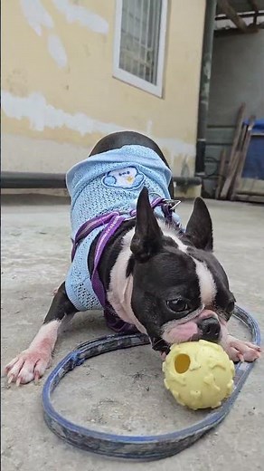 Brindle's playtime before lunch #bostonterrier #brindleBri