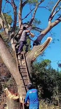 A Day of Logging the Giant Dead Tree #satisfying
