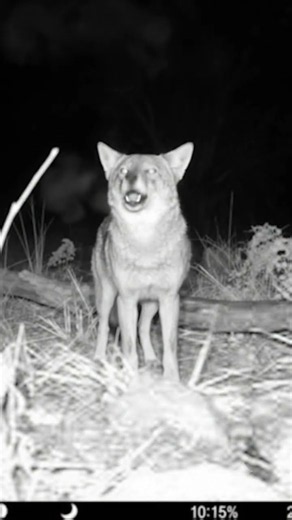 Coyote Sounds of Howling and Barking | Canis latrans Sounds #wolf #coyote #animalsounds #fox #ai