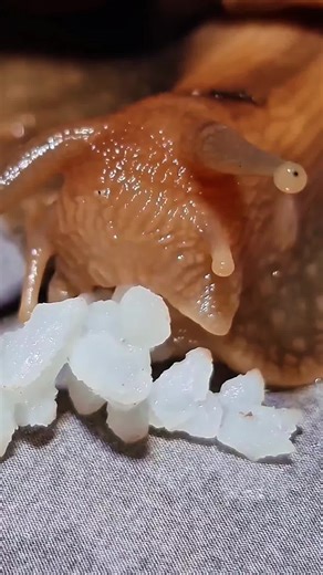 Snail Eating Food: A Cute Encounter with Nature