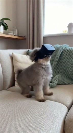 Testing the new iDog 📱