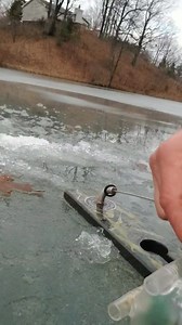 Out with a one hit wonder. Vulture set and ready to rock. | Grim Outdoors