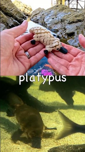 Fun Toys | Animal Names for Kids to Learn at the Rock Pool: Tiger Frog Moose Platypus Okapi
