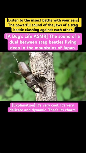 [A Bug's Life ASMR] The sound of a duel between stag beetles living deep in the mountains of Japan.