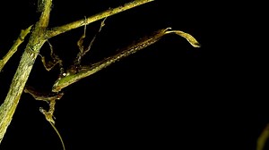 2.8K views | It is one of the most elusive insects thanks to the clever way it can blend into its surroundings. Watch to see how the dragon mantis achieves it. | National Geographic UK | Facebook