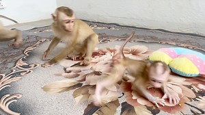 4.6K views · 121 reactions | Tiniest Baby Jelly Very Angrily Both Brother Tauch & FIDO Jump Step On Her | Monkey Daily | Facebook