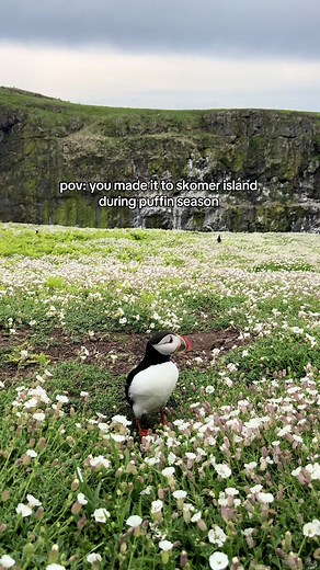 Skomer Island: Experiencing Puffin Season in Wales