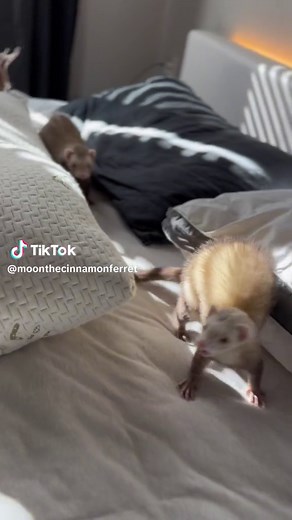 Ever heard a ferret make “dook” noises? Nala always dooks when she gets excited! Especially when I take off the bed sheets to wash them 😂 #ferrets #ferrettok #huronestiktok #ferretsoftiktok #cuteanimals #huron #dook #dooking