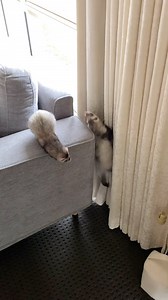 3.1K views · 591 reactions | What da heck ya doin down there Tiva? 廊-Sage . . . . . #funnyferret #ferret #ferretfun #instaferret #ferrets #ferretplay #ferretsareeverything #ferretsofinsta #ferreting #pets #cuteferrets #ferretsrule #funnypets #petreels #instapet | tivapeterpan | Facebook