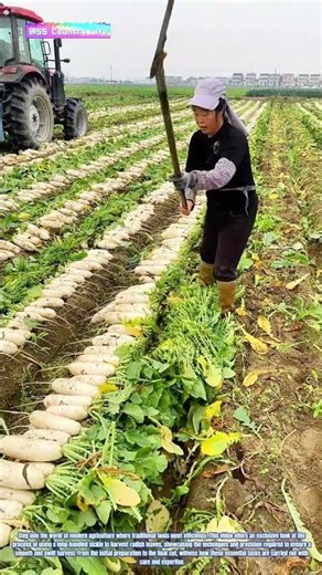 Harvesting Efficiency: The Use of Long-Handled Sickle for Radish Leaf Cutting