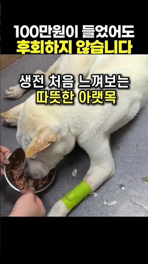 100만원보다 귀한 마지막 선물... 잘 가 동동아, 고마웠어 🐶🤍