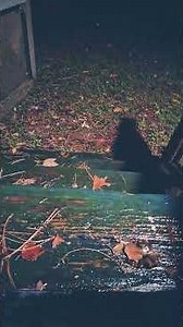 JEFFREY*STARWOLF*ASMR AUTONOMIC SENSORY MERIDIAN RESPONSE🫠Frontdoor RAINSTORM W/TINGLYS🤗Part 2😚☺️🥰🤫