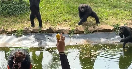 Woman plays fruit catch with chimpanzees in Uganda zoo