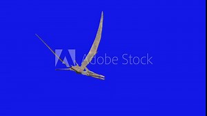 Pterodactyl dinosaur flying looped 3d animation render on blue background