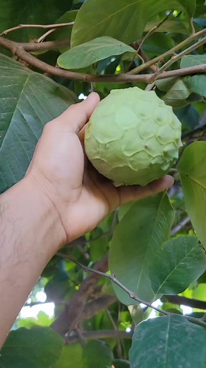 Kids Tasting Fresh Cherimoya From The Backyard. | Khmer Food