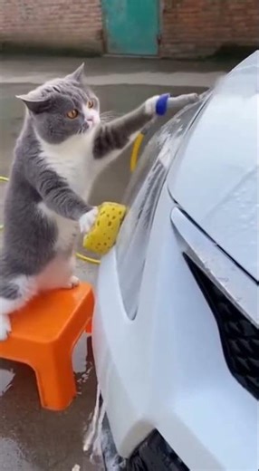 Car Wash Chaos: Cat Works Hard… and Gets Soaked